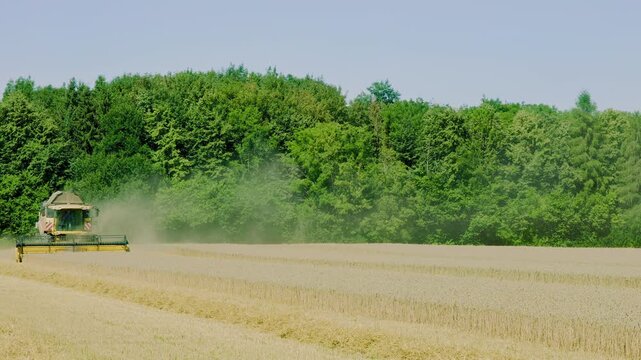 Combine harvester harvesting a wheat field near a green forest on a sunny day at noon, raising dust during agricultural operation
