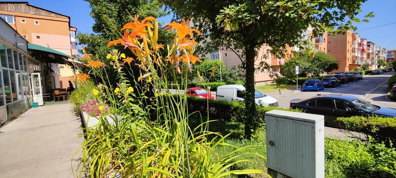 street with flowers