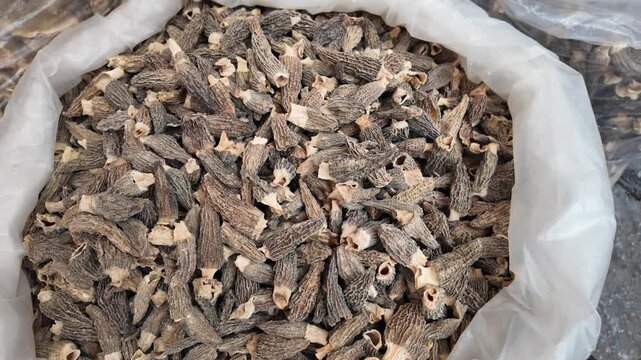 Fresh Wild Mushrooms for Sale at Dali Morning Market in Yunnan, China After Rainfall