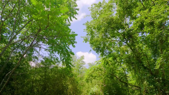 森の中から見上げる緑の木々と空の自然風景
