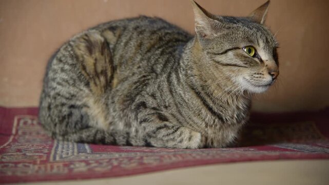 Cute Domestic Tabby Cat Resting and watching her surroundings