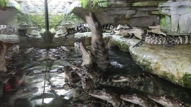 Crocodiles jump for a piece of meat in a terrarium. Marine life, reptiles, subtropics.