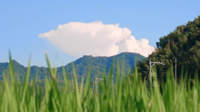 田んぼから見る夏の入道雲と青空 　日本の自然と田園風景
