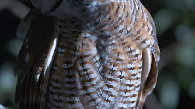 Detailed close-up of owl plumage showing brown and white barred feather patterns illuminated by dramatic cool moonlight with soft textures visible on the bird chest and neck area.