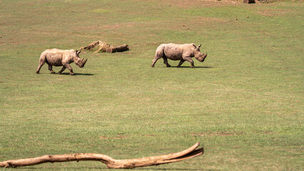 herd of wildebeest © Victor
