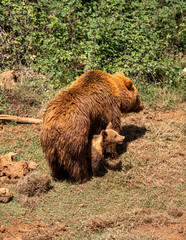 brown bear cub © Victor