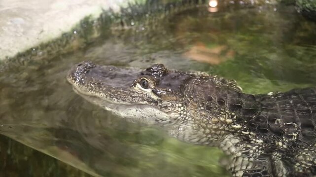 The American sharp-winged crocodile swims in the water. Marine life, reptiles, subtropics.