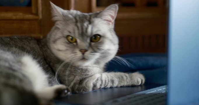 Cinematic close-up of a gray domestic cat resting on a laptop keyboard while looking at the screen. Cozy home office scene illustrating remote work, online learning, homeschooling