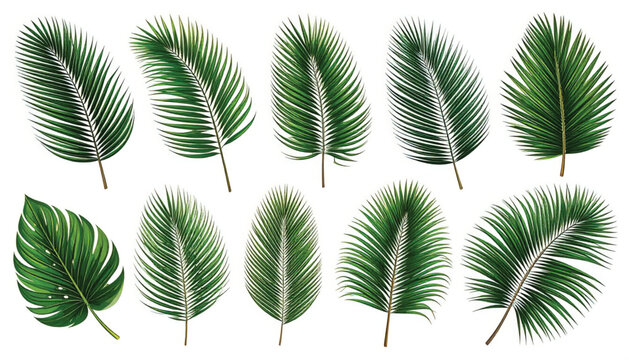 Vibrant Monstera Deliciosa Leaf Illustration on White Background - Tropical Jungle Plant