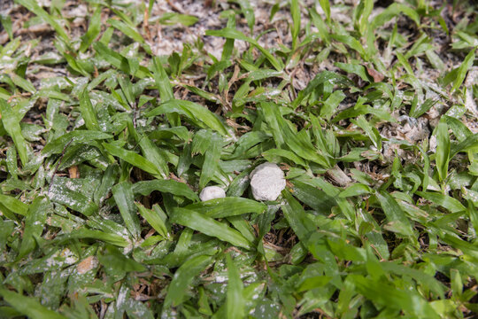 Crush Dolomite Lumps into Powder to Prevent Turf Damage