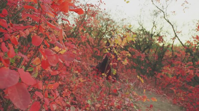 silhouette through branches woman in brgiht forest trees, black long dress skirt hem tarin, walking along path autumn nature red orange leaves foliage. gothic fantasy sexy girl. mystery noble lady. 4k