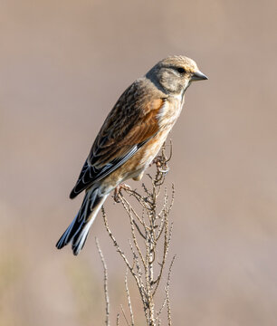 Linnet