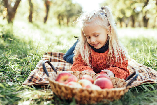 Child picking apples on farm in autumn. Little girl playing in tree orchard. Healthy nutrition. Cute little girl eating red delicious fruit. Harvest Concept. Apple picking.