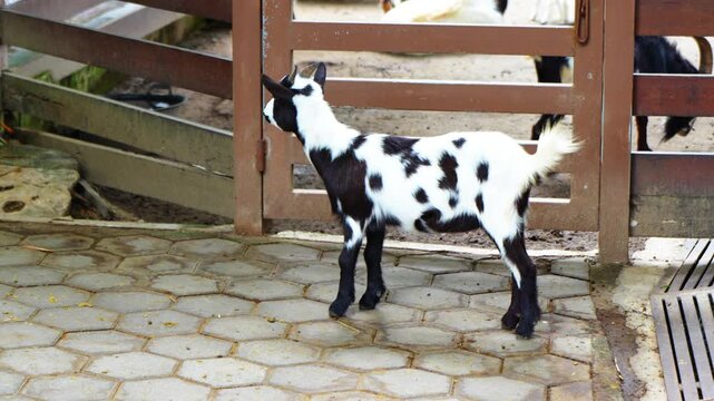 white and black furred goat kids are in the pen
