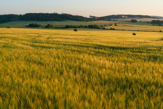 Vast field of golden grain rolling across a hilly rural landscape under warm sunlight