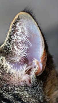 Detailed close up of a domestic cat's ear
