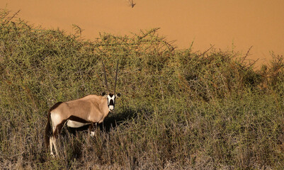 The Oryyx has adapted to the waterless hot conditions of the Namib Desert © Peter
