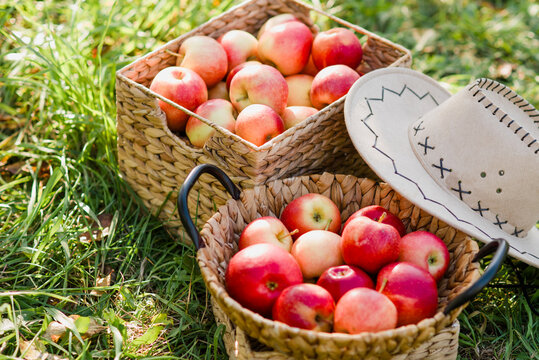 Apple harvest. Ripe red apples in the basket and in dark wooden crate on green grass. Apple picking