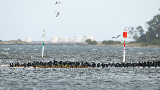 Large flock of cormorants resting on a sandbar with gulls and channel markers in an estuary.