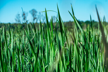 Fototapeta premium Close-up view of fresh green reed grass growing in a natural wetland or marsh under a bright blue sky. The image is captured from a low angle with selective focus, highlighting the vibrant blades of g