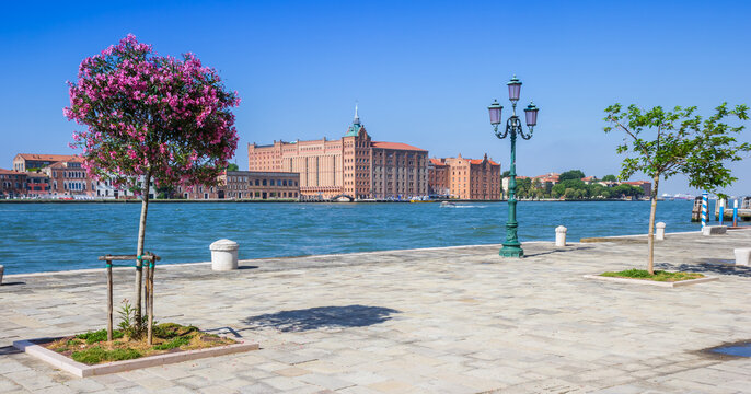 Blooming tree at the Zattere waterfront promenade overlooking the Giudecca canal in Venice, Italy