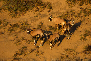 The Oryyx has adapted to the waterless hot conditions of the Namib Desert © Peter