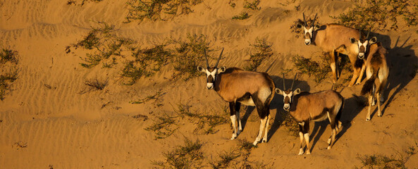 The Oryyx has adapted to the waterless hot conditions of the Namib Desert © Peter