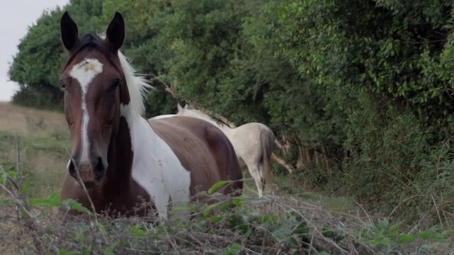 Horses roaming free, eating grass in a field