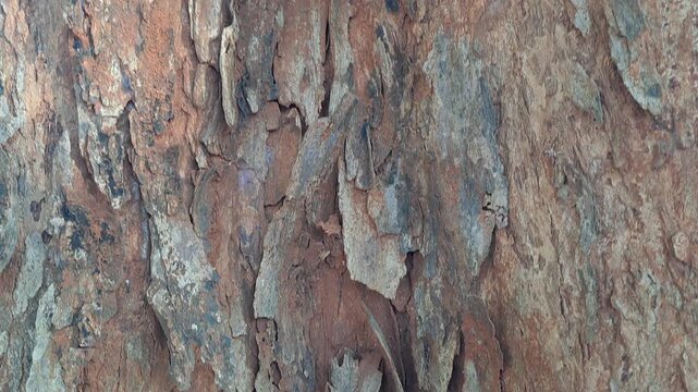 Outdoor park video of various tree bark textures filmed top to bottom and left to right. Features rough trunks, decaying wood, moss, and vines. Natural wood texture footage for background and nature.