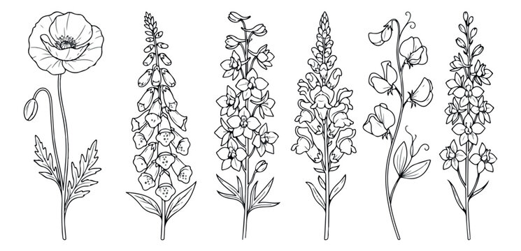 Vintage botanical line art collection, hand drawn wildflower sketches of poppy and foxglove, 6 floral vector elements for wedding stationery