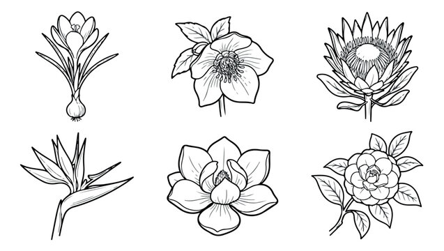 Minimalist botanical line art set of 6 floral icons, hand drawn black and white flower sketches, elegant garden blossom vector illustrations