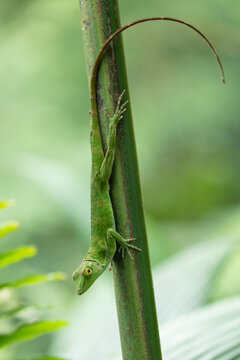 Daytime vertical close-up view of a Neotropical Green Anole (Anolis biporcatus) clinging head-down to a plant stem with its long tail curved in a primary rainforest. Venecia, San Jos&eacute;, Costa Rica.
