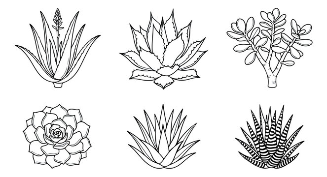 Minimalist succulent line art collection, 6 botanical plant vector icons, hand drawn aloe vera and agave cactus sketches, black and white floral set