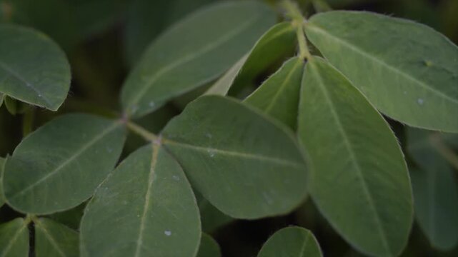 Extreme macro close-up of green peanut plant leaves (Arachis hypogaea) growing on a farm in 4K.