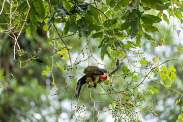 Fototapeta premium Daytime horizontal view of a Collared Aracari reaching upside down with open wings to feed on small berries in a Citerne tree canopy in a primary rainforest. Venecia, San José, Costa Rica.