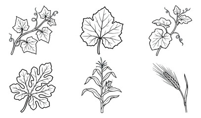 Fototapeta premium Vintage botanical line art collection, hand drawn autumn leaves and cereal crops vector set, 6 black and white harvest plant illustrations for organic branding