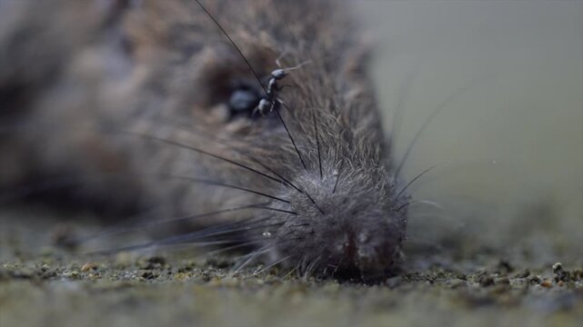Extreme macro close-up of an ant crawling on a dead rat face and whiskers in 4K resolution.