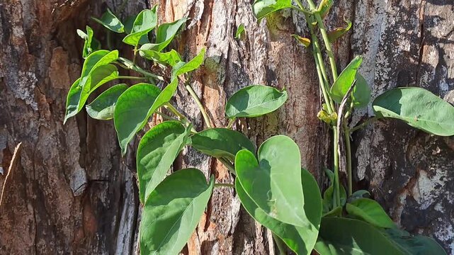 Outdoor park video of various tree bark textures filmed top to bottom and left to right. Features rough trunks, decaying wood, moss, and vines. Natural wood texture footage for background and nature.