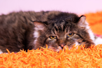 Naklejka premium Longhaired tabby cat resting on bright orange shag rug with calm gaze, soft fur texture, and warm indoor light in cozy home setting, close view of peaceful domestic pet