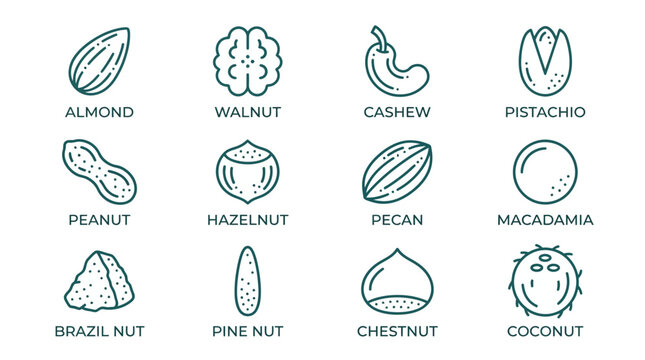 Illustrated Collection of Various Edible Nuts and Seeds.