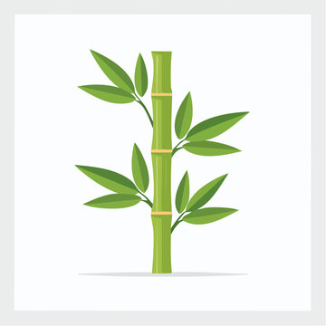 Bamboo stalk with green leaves isolated on white background isolated tropical