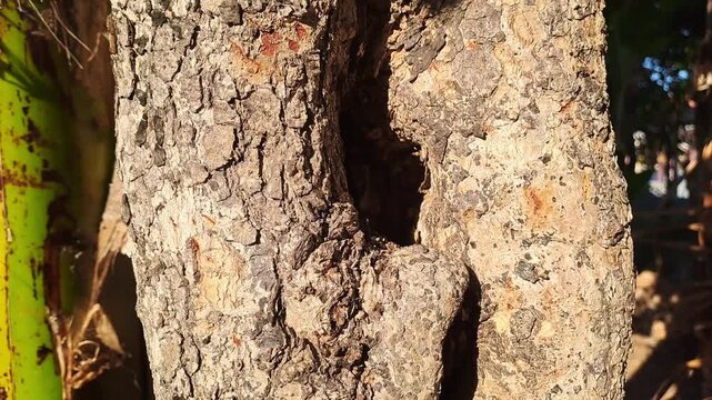 Outdoor park video of various tree bark textures filmed top to bottom and left to right. Features rough trunks, decaying wood, moss, and vines. Natural wood texture footage for background and nature.