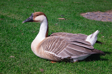A beautiful side profile portrait of a single domestic Chinese swan goose sitting comfortably on a vibrant green grass field in a sunny park © Tatiana Selinger