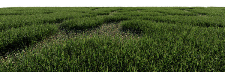 Obraz premium Grass field on a transparent background