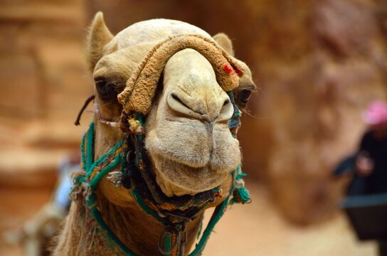 Primer plano de camello para turistas en Petra, Jordania, Oriente Medio