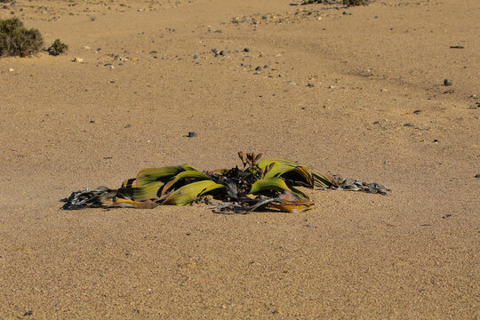 Weltitschia mirabilis that makes its home in the arid waterless Namib Desert