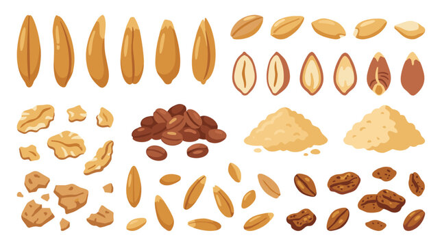 Set of various cereal grains, seeds, and nuts, isolated dry food elements for healthy nutrition and baking ingredients, farm harvest collection