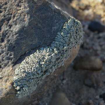 Lichen growing on a rock in the Namib Desert subsisting on the dew that falls