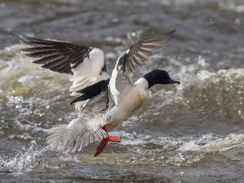 common merganser