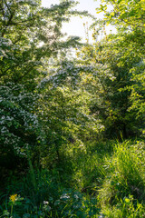 Fototapeta premium Dense branches of common hawthorn, Crataegus monogyna, covered with clusters of white spring blossoms in a lush woodland clearing. Warm sunlight filters through the foliage, creating a tranquil natura